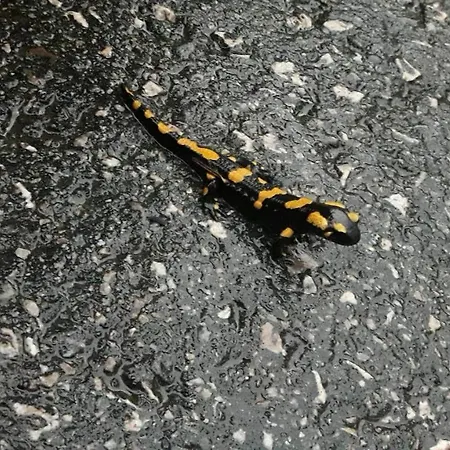 Szymanowka 3* Ochotnica Górna